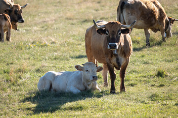 cows in the field