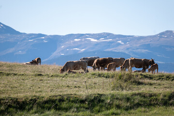 cows in the mountains