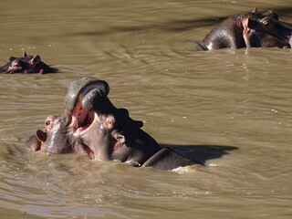 Playing Hippos