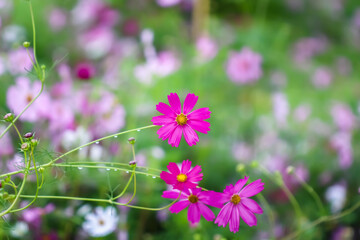 Dark pink cosmos bipinnatus flowers field with water drops blooming in the morning garden natural outdoor background