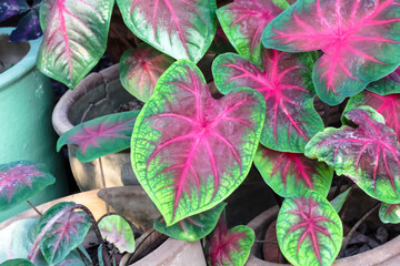Colorful caladium bicolor (araceae) pink green leaves in  heart shaped patterns in pot top view garden background