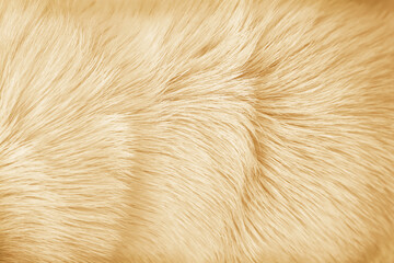 Light brown furry dog texture, animal hair natural patterns on  background