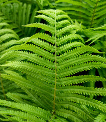 Background of green fern leaf in the forest