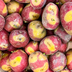 Canary islands potatoe pink variety healthy meal food diet snack on the table copy space food background rustic top view keto or paleo diet veggie vegan or vegetarian