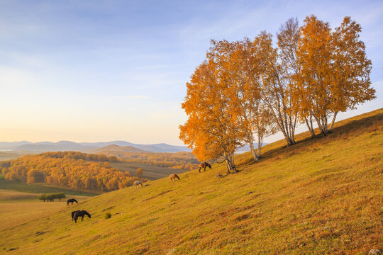 Golden Autumn in Bashang Prairie