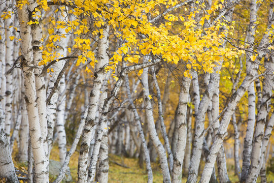 Golden birches in Autumn in Bashang Prairie like a painting