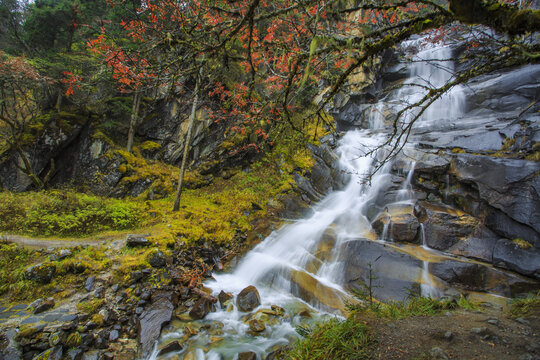 Sichuan Aba forest waterfall stream and trees