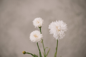 Beautiful blossoming white cornflowers on the grey wall background, close up view