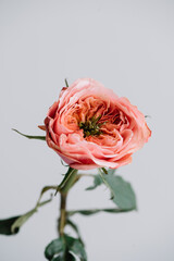 Beautiful blossoming single peony shaped coral coloured rose flower on the grey wall background, close up view