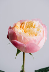 Beautiful blossoming single tender pink rose with yellow centre on the grey wall background, close up view