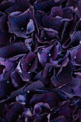 Beautiful dewy dark purple hydrangea flower texture, close up view