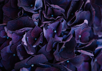 Beautiful dewy dark purple hydrangea flower texture, close up view