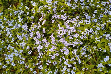 Close-up photos of forget-me-nots. Spring flowers of forget-me-nots. Natural spring-summer background.