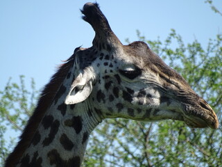 Giraffengesicht