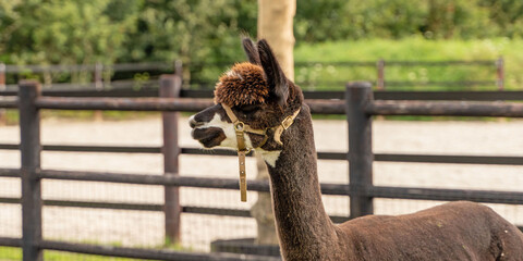 A black Alpaca head, in panorama. In a green field with flowers. Wooden fence. Selective focus on...