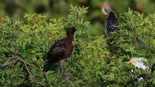 Glossy ibis  (Plegadis falcinellus) breeding adult, preening feathers standing on a bush