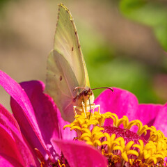 Butterfly on pink Zinnia flower with light colorful blurred bokeh background. Lemon butterfly in detail. Square, animal themes