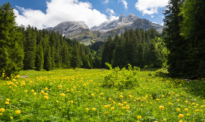 Alpine meadow with flowers in front of Engelhörner mountains in Reichenbach valley in the Swiss...