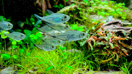 Flock of Costae Tetra (Moenkhausia costaea) in the green aquarium with plants, stones and wood.