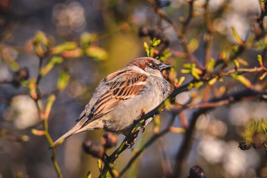 Spring fauna and flora. Common sparrow on tree branches.