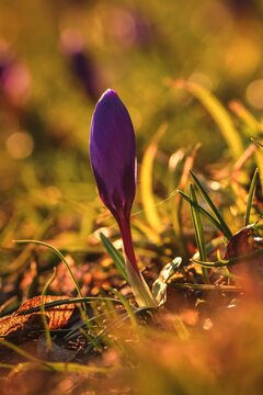 Colorful natural scene with flowers. Beautiful crocus on a green glade to welcome spring. Photo in shallow depth of field.