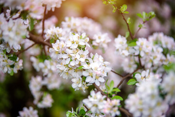 Fototapeta premium appletree blossom branch in the garden in spring