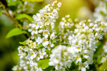 Obraz premium Bird cherry branches in the garden in spring 