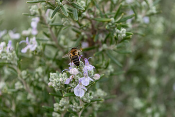 Abeja de espalda posada sobe flor de romero, rosmarinus