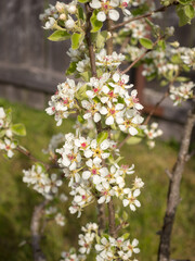 Obraz premium pear branch with flowers