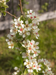 pear branch in spring