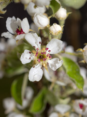 pear flowers in spring