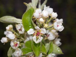pear flowers after rain