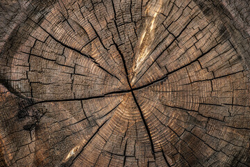 Closeup of old, worn, weathered section of wood with cracked annual growth rings pattern. 