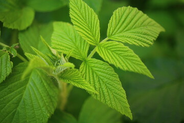 malina Rubus idaeus red