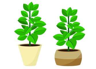 Fototapeta premium Deciduous plant. Houseplants in pots. Illustrations of indoor plants in pots.