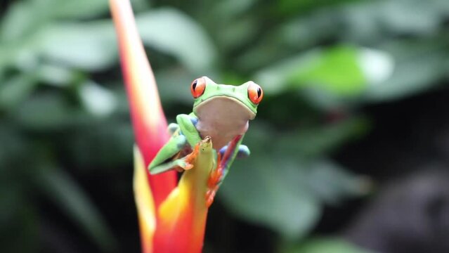 Red-eyed frog walking on a leaf missing one of his steps but continues calmly towards the edge. Beautiful tropical and colorful nature scene with shallow depth of field.