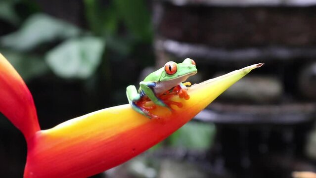 Red-eye frog sitting on an orange-colored leaf breathing fast, with water running over a stone in the background.