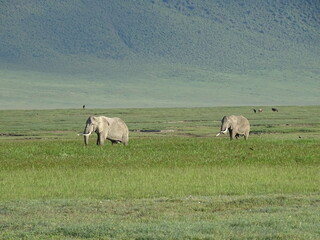 Elefanten Ngorongoro Krater