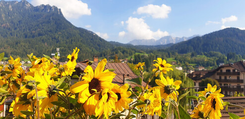 Landscape of a mountain village against the background of yellow helianthus flowers.