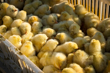 Chicks for sale on animal market