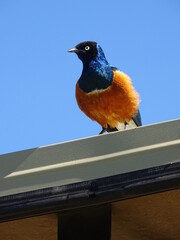 Vogel