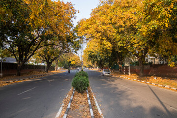 Roads of Chandigarh in the Fall