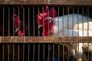 Poultry, Chicken and cock in cage