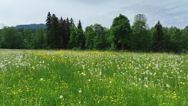 Bl&uuml;hende Wiese mit L&ouml;wenzahn im fr&uuml;hlingshaften Allg&auml;u im Drohnenflug
