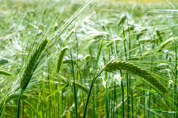 Cultivated wheat field and ears of wheat photographed up close.
