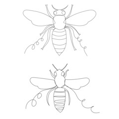bee drawing in one continuous line, sketch, isolated, vector