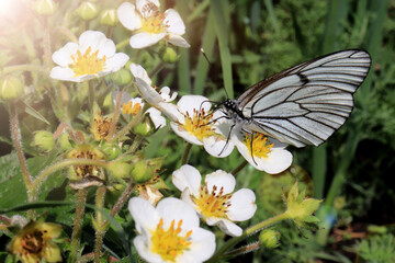 Butterfly on strawberry flower. Closeup. Sunbeam falls on a flower.