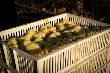 Box of chicks on market
