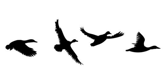 flying duck silhouette on white background, isolated, vector