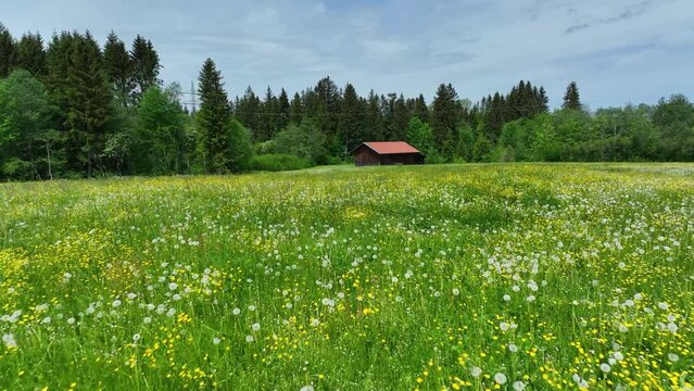 Bl&uuml;hende Wiese mit L&ouml;wenzahn im fr&uuml;hlingshaften Allg&auml;u im Drohnenflug